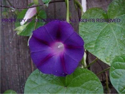 GRANDPA OTTS OTT Morning Glory Seeds 4 H  