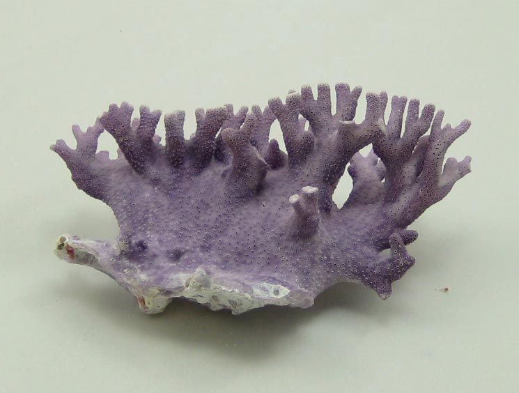 PURPLE ALLOPORA CALIFORNICA CORAL SEASHELL SHELL REEF  