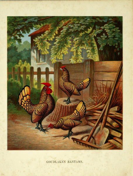 Antique Print, Poultry,CHICKEN BREED , BANTAM   Förster,1888  