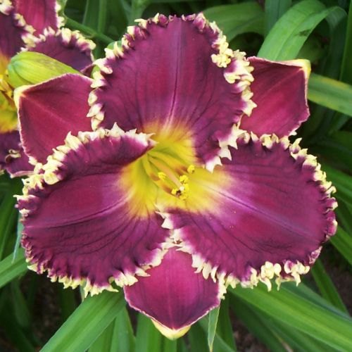 WOLF LAUREL   DF   B5G   Selman 2011   DAYLILY  