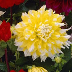 DAHLIA  GRAND PRIX  DECORATIVE VARIETY   1 BULB  