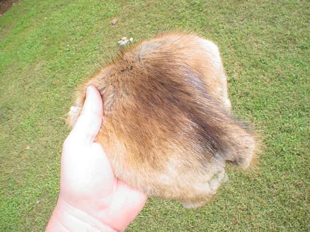 Muskrat pelt wild fur/trap/water animal/skins/hides/fur  