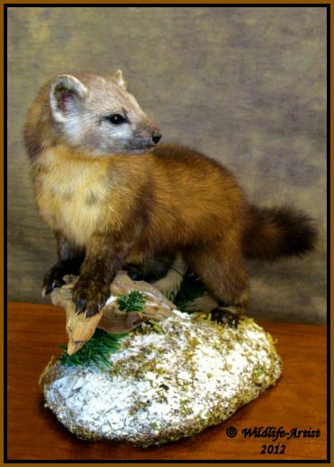 Marten Taxidermy NEW Mount Fur Hunting Cabin Lynx Fox Coyote by 