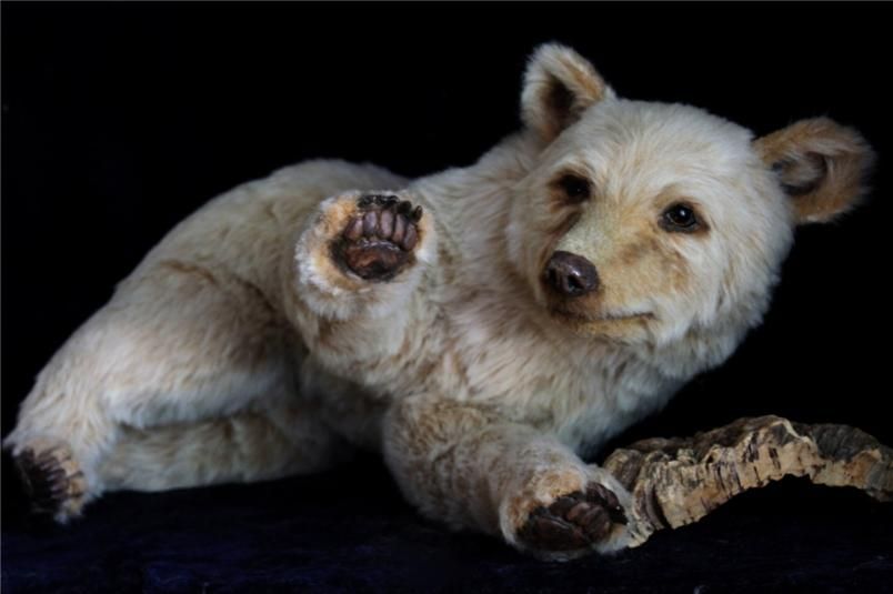 Pawtrait bears O.O.A.K Realistic Spirit bear *** long term layaway 