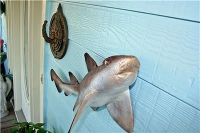 NEW Horn Shark Fish Mount taxidermy Museum Quality A+  