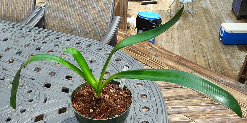 Ruggles Peach #50 Clivia Plant Offset (pup)  