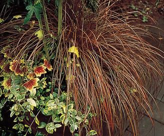 Carex Flagelifera Toffee Twist Seeds  