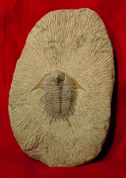 Fossil Trilobite Matopilekia Cheirurus Morocco TRILO0119  