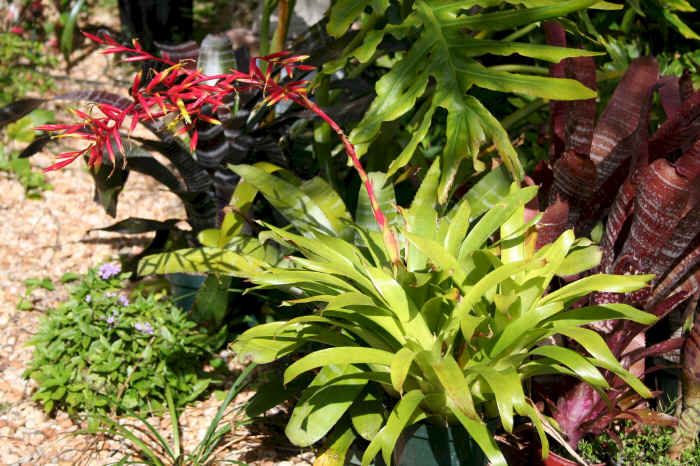 BROMELIAD Vriesea NEOGLUTINOSA Attracts Hummingbirds  