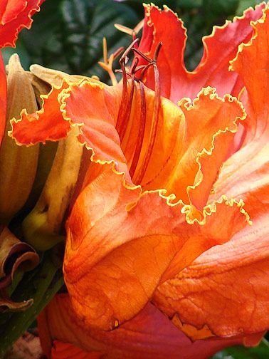 Spathodea campanulata AFRICAN TULIP TREE ~SEEDS~  