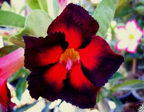 Adenium Obesum (Desert Rose) Double Color plant  