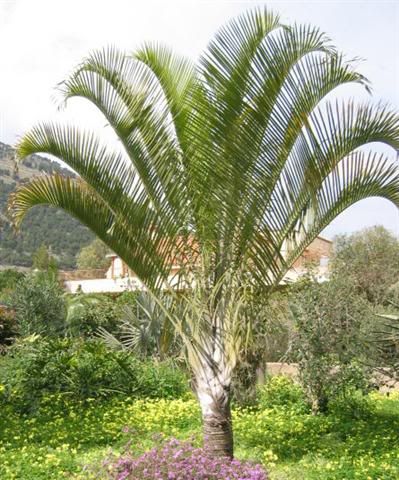 Triangle PALM Tree Powder Blue/Green Leaves LIVE Plant  